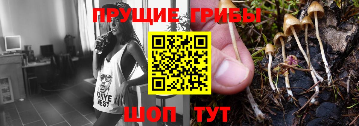 Псилоцибиновые грибы Cubensis Кировск